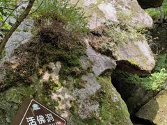 -汤旺河林海奇石景区