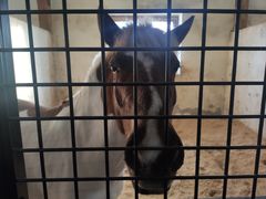 -北京群众马术培训基地