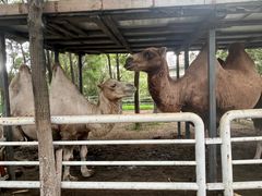 -长白岛森林公园