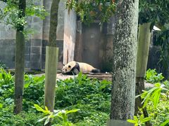 -中国大熊猫保护研究中心雅安碧峰峡基地