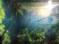 -上海大自然野生昆虫馆(东方明珠·爬宠昆虫探索中心)