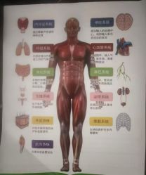 -雅曼妮spa美容养生