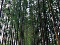 -黄海国家森林公园