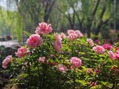 -洛阳市隋唐城遗址植物园