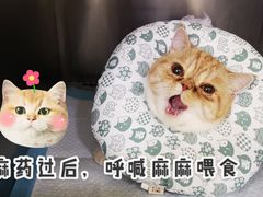 -中农大我爱我爱动物医院(甜水园店)