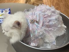 -MOCHA明星猫咖(田子坊店)