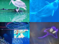 -珠海长隆海洋王国