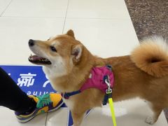 -申普宠物医院·心脏介入·心血管微创(总院)