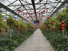 -南宫五洲植物乐园