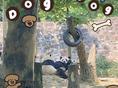 -都江堰中华大熊猫苑