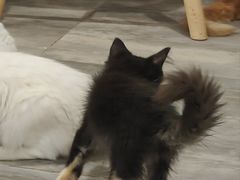 -楼上猫咖(罗湖店)