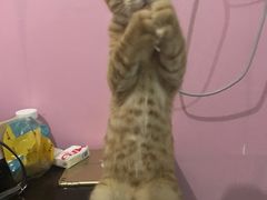 -美联众合动物医院(·中兽医·疑难杂症·严家桥分院)