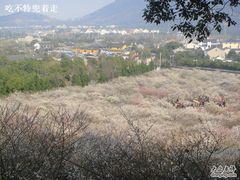 -香雪海