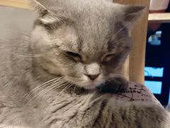 -猫色咖啡·猫咖