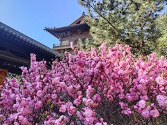 -善化寺