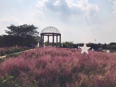 -大塘金香草谷