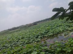 -荷塘月色湿地公园·向阳花洲