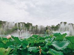 -桂湖森林公园