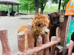 -上海野生动物园