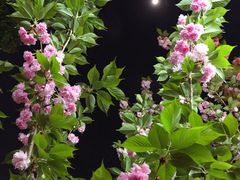 -星巴克臻选(思南公馆店)