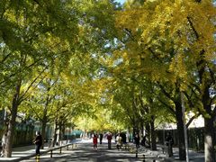 -三里屯东五街银杏大道