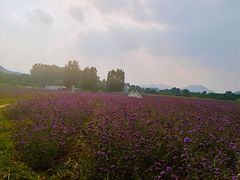 -北京东方普罗旺斯薰衣草庄园