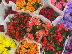 -双季花艺园艺市场(浦东店)