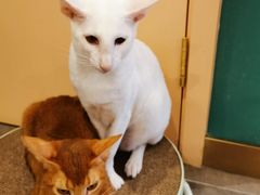 -飞行喵MR PILOT|猫舍·猫咖(静安大融城店)