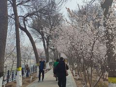 -桃花堤公园