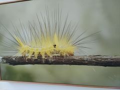 -上海昆虫博物馆