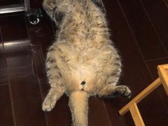 -八公叔叔宠物美容连锁(春申店)