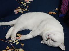 -伟伟宠物医院·瑞派猫友好医院·猫科(光谷店)