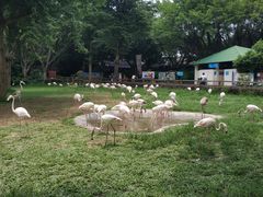 -广州长隆飞鸟乐园