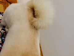 -柴迷FANS CLUB·柴犬狗咖·猫咖