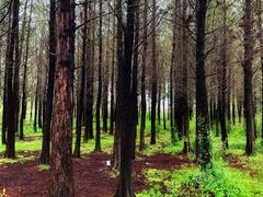 -溱湖国家湿地公园