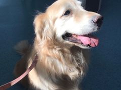 -北京赛佳动物医院