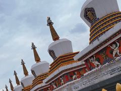 -塔尔寺菩提树