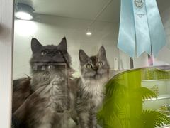 -青奢宠物·青奢猫舍