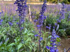 -松山湖梦幻百花洲