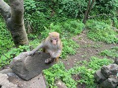 -黔灵山公园