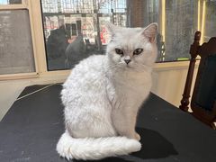 -猫小院猫主题餐厅(南锣旗舰店)
