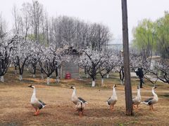 -西安浐灞国家湿地公园