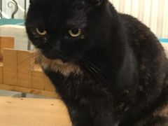 -猫小院猫主题咖啡厅(北锣店)