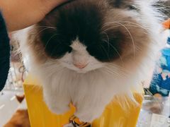 -平行世界·猫咖(首经贸店)