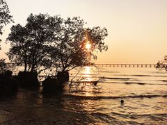 -宝安西湾红树林湿地公园