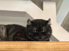 -团子家猫咪猫咖馆·柯基·柯尔鸭