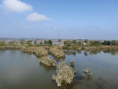 -盐城丹顶鹤湿地生态旅游区