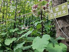 -青城山