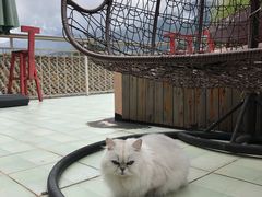 -喵屿·大理花园猫咖