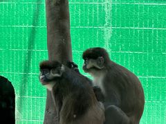 -深圳野生动物园